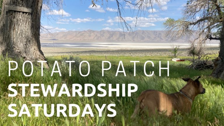 Stewardship Saturdays at Potato Patch